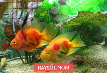Mẹo Hay Khi Lau Dọn Bể Cá Cảnh