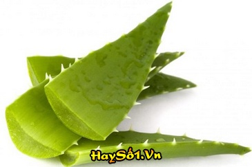 lo-hoi